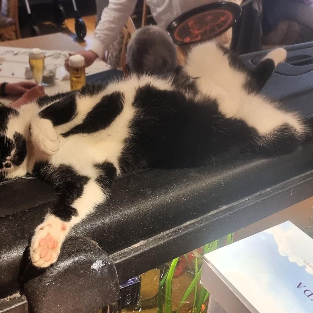 Eine schwarz-weiße Katze liegt entspannt auf einer dunklen Liegefläche.